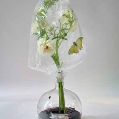 white flowers in a vase of red wine, covered with a plastic bag with a bright green moth inside