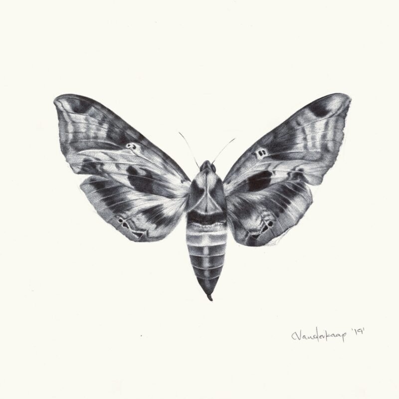 Christine Vanderkaap, Sphinx Moth, ballpoint pen on paper, 9" x 12"