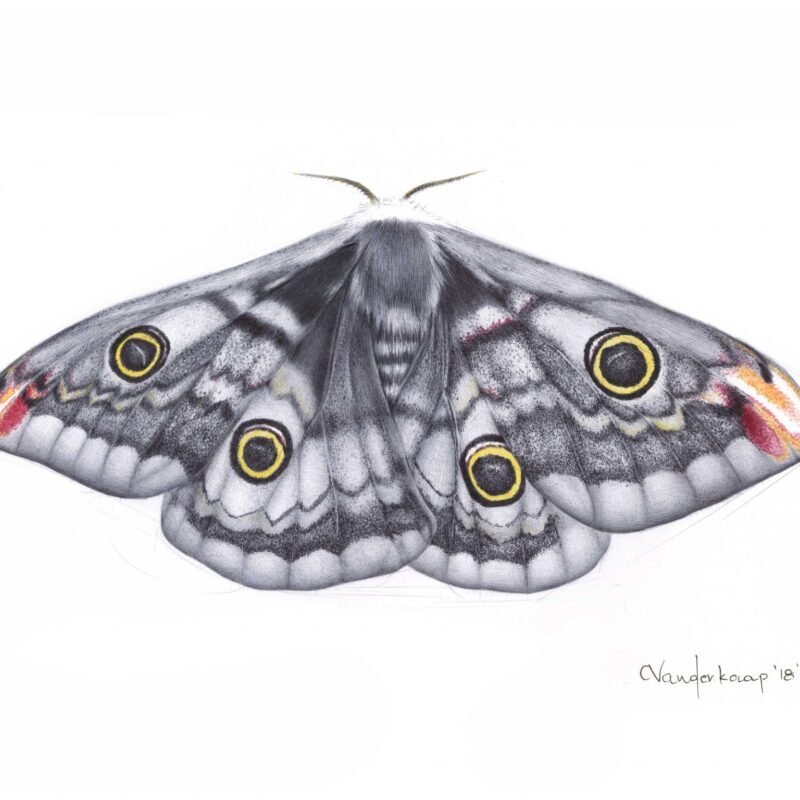 Christine Vanderkaap, Saturn Moth, ballpoint pen and watercolor, 9" x 12"