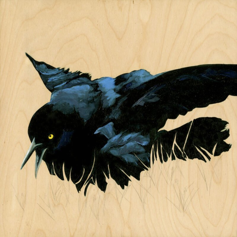 Carly Weaver, "Grackle #26"; oil on wood; 24" x 24"
