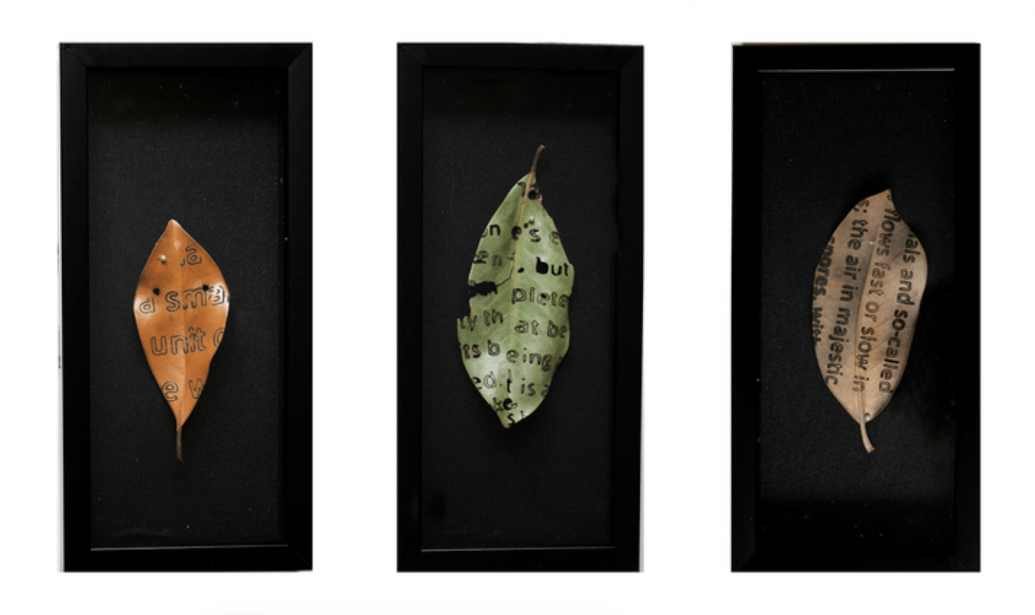 Amy Hoagland, "Falling Topics Triptych"; Laser engraved magnolia leaves; 14" x 22" x 2"