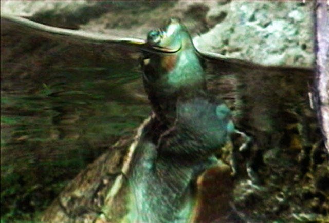untitledturtlevideostill