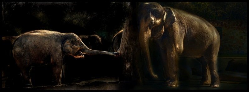 Allison Hunter, Untitled (Elephants 2) Allison Hunter, Untitled (Elephants 2)